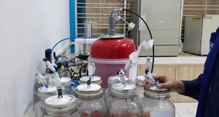 Dosen UB Kembangkan Teknologi Ozon dan Hipobarik untuk Tekan Kehilangan Pascapanen Tomat Ceri