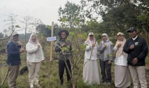 Tanam jarak