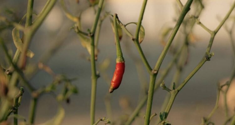 Musim Kering Ancam Petani Cabai, Akademisi UMM Sarankan Penggunaan Irigasi Drip