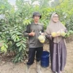Tak Terganggu Musim Kemarau, Hasil Panen Jambu Merah di Desa Ngabab-Pujon Tetap Stabil