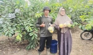 Tak Terganggu Musim Kemarau, Hasil Panen Jambu Merah di Desa Ngabab-Pujon Tetap Stabil