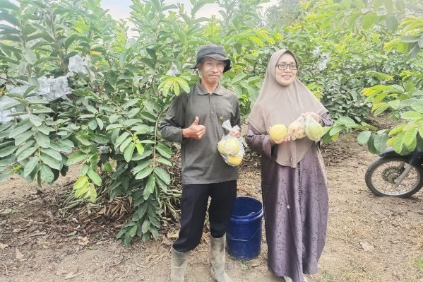 Matsuri Tak Terganggu Musim Kemarau, Hasil Panen Jambu Merah di Desa Ngabab-Pujon Tetap Stabil