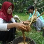 Dosen UB Patenkan Metode Isolasi Mikroba Penghasil Siderofor untuk Atasi Tanah Tercemar Merkuri