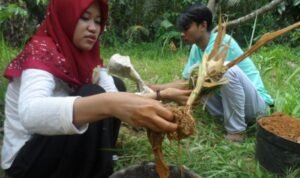 Pengecekan kandungan merkuri pada tanaman jagung Dosen UB Patenkan Metode Isolasi Mikroba Penghasil Siderofor untuk Atasi Tanah Tercemar Merkuri