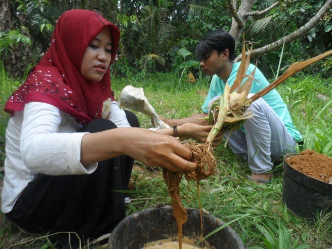 Pengecekan kandungan merkuri pada tanaman jagung Dosen UB Patenkan Metode Isolasi Mikroba Penghasil Siderofor untuk Atasi Tanah Tercemar Merkuri